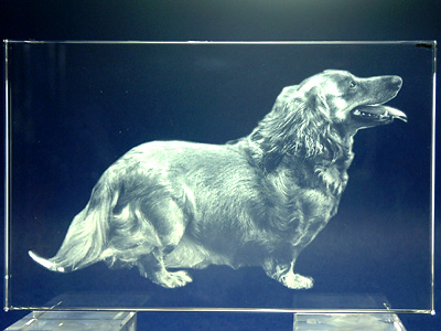 �y�b�g�̃N���X�^������