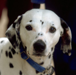 3D���H�O�̃y�b�g�̎ʐ^