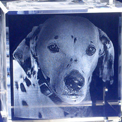 3D���H��̃y�b�g�̒���