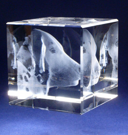 �y�b�g��3D�N���X�^���̑��ʎʐ^