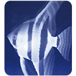 ������3D���f���ʐ^�ŃN���X�^������