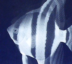 3D�N���X�^���ʐ^�ł̒�����